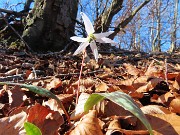 Alla Madonnina del Costone (1195 m) da Salmezza con tanti fiori-25mar24-FOTOGALLERY